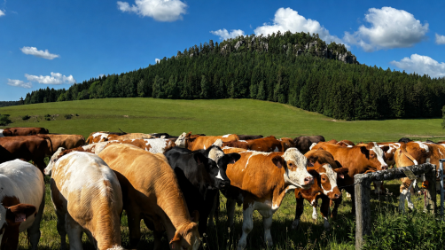 Pastures below the rocks